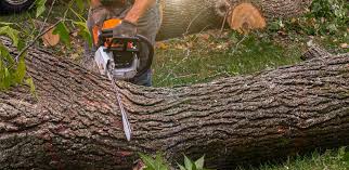 Best Tree Mulching  in Newfoundland, NJ