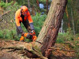 Trusted Newfoundland, NJ Tree Removal Experts