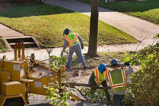 Best Hazardous Tree Removal  in Newfoundland, NJ